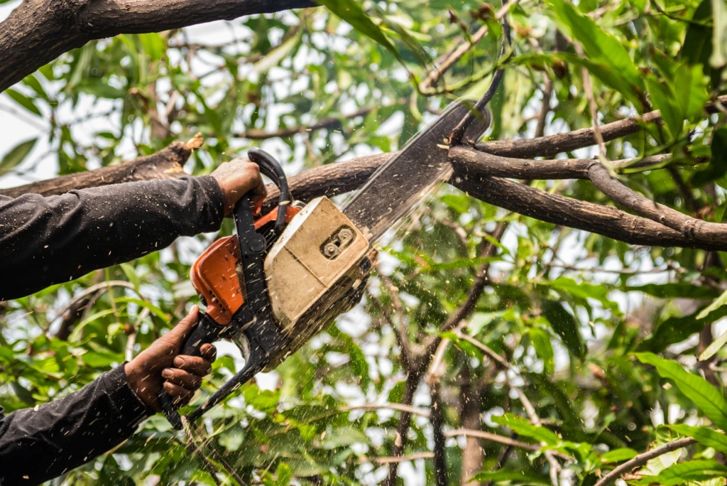 Tree Removal Near Me In Naperville